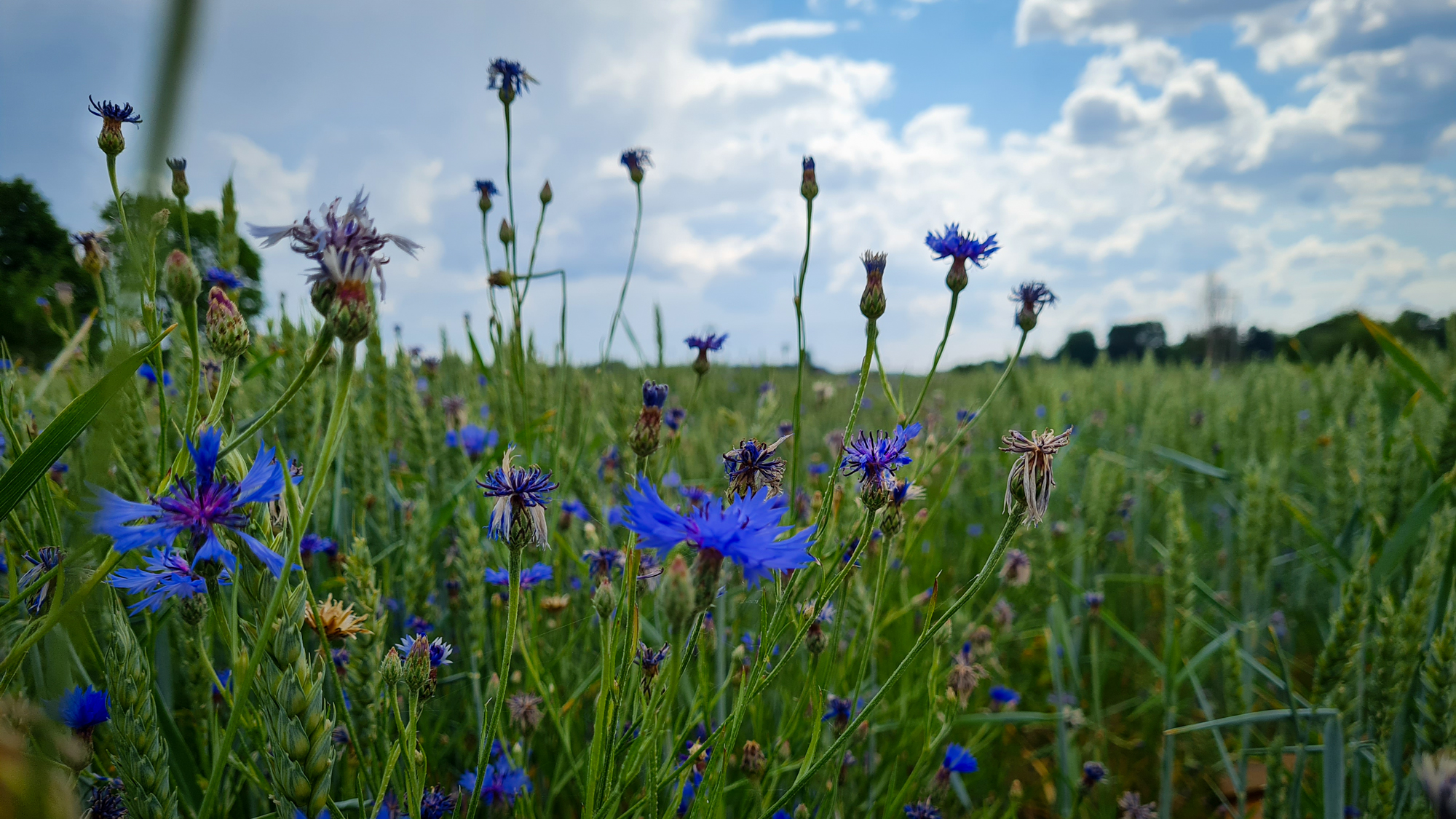 Cornflowers and wheat. Photo.