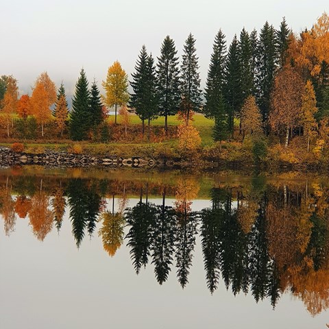 Några färgglada höstträd som speglar sig i Umeälvens vatten