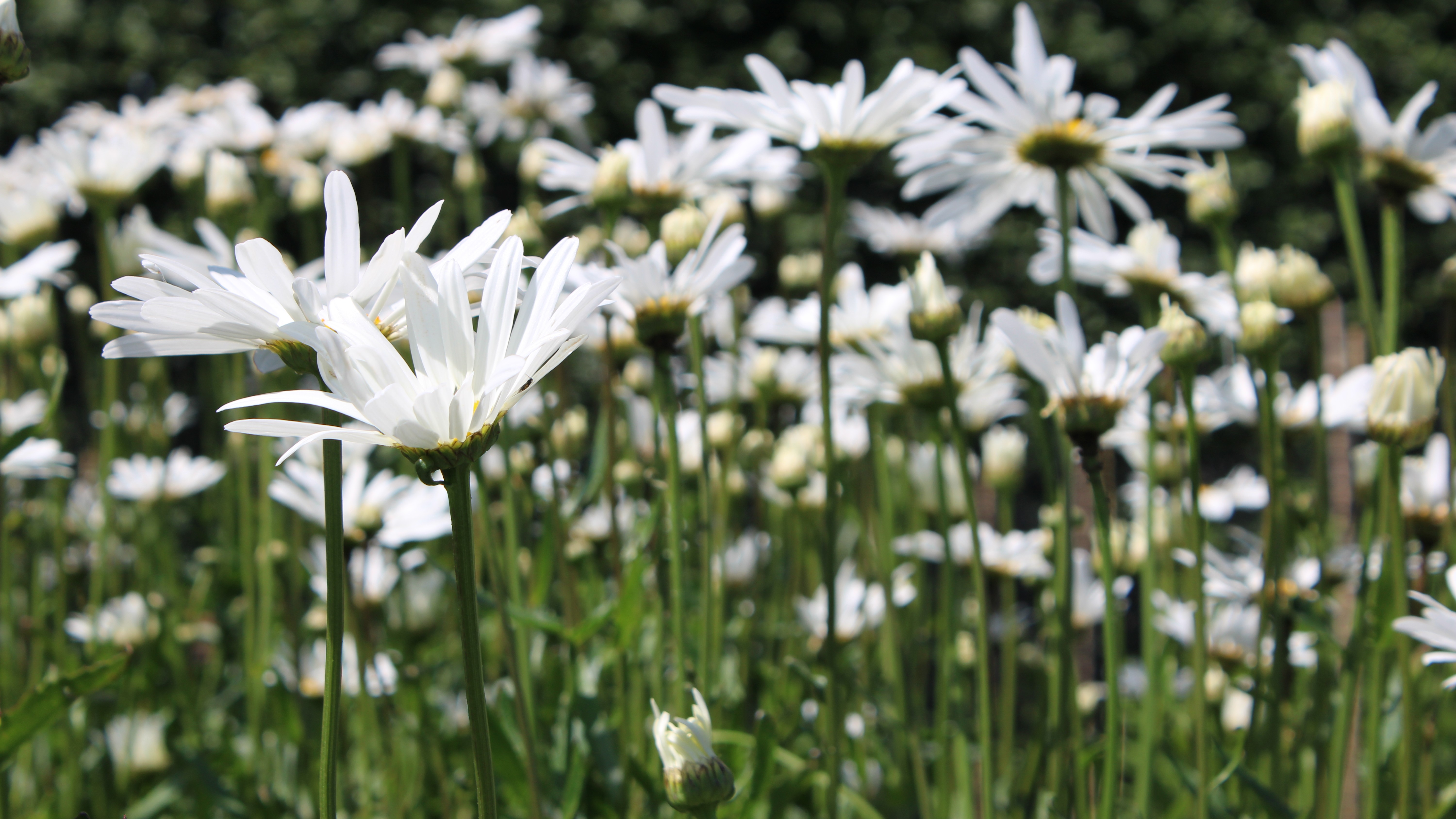 Prästkragar fotograferade lite snett nerifrån.