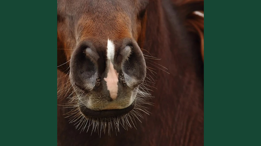 Närbild av en hästmule på en brun häst.