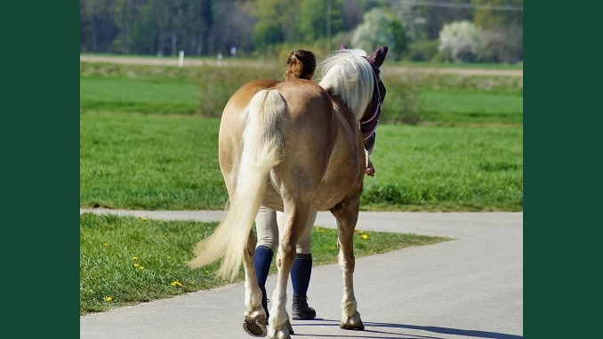 Foto av en kvinna som leder en häst utomhus under sommaren på grusväg.