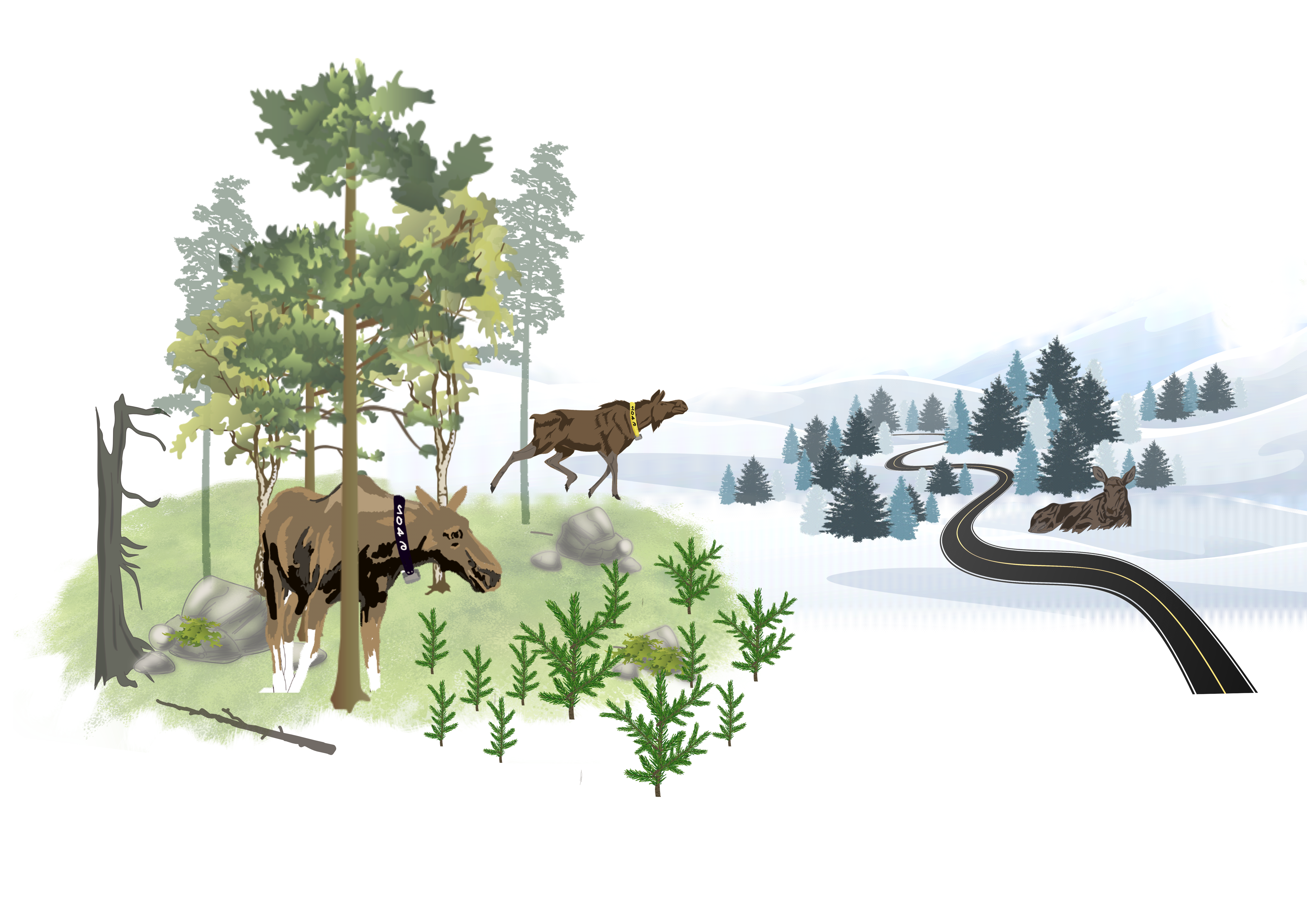 Illustration of moose in various forest and snowy landscapes. One moose grazes under trees, another looks towards an area with a winding road. On the other side of the road, a moose lies resting. 