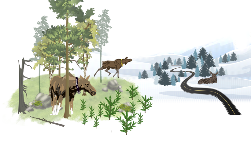 Illustration of moose in various forest and snowy landscapes. One moose grazes under trees, another looks towards an area with a winding road. On the other side of the road, a moose lies resting.