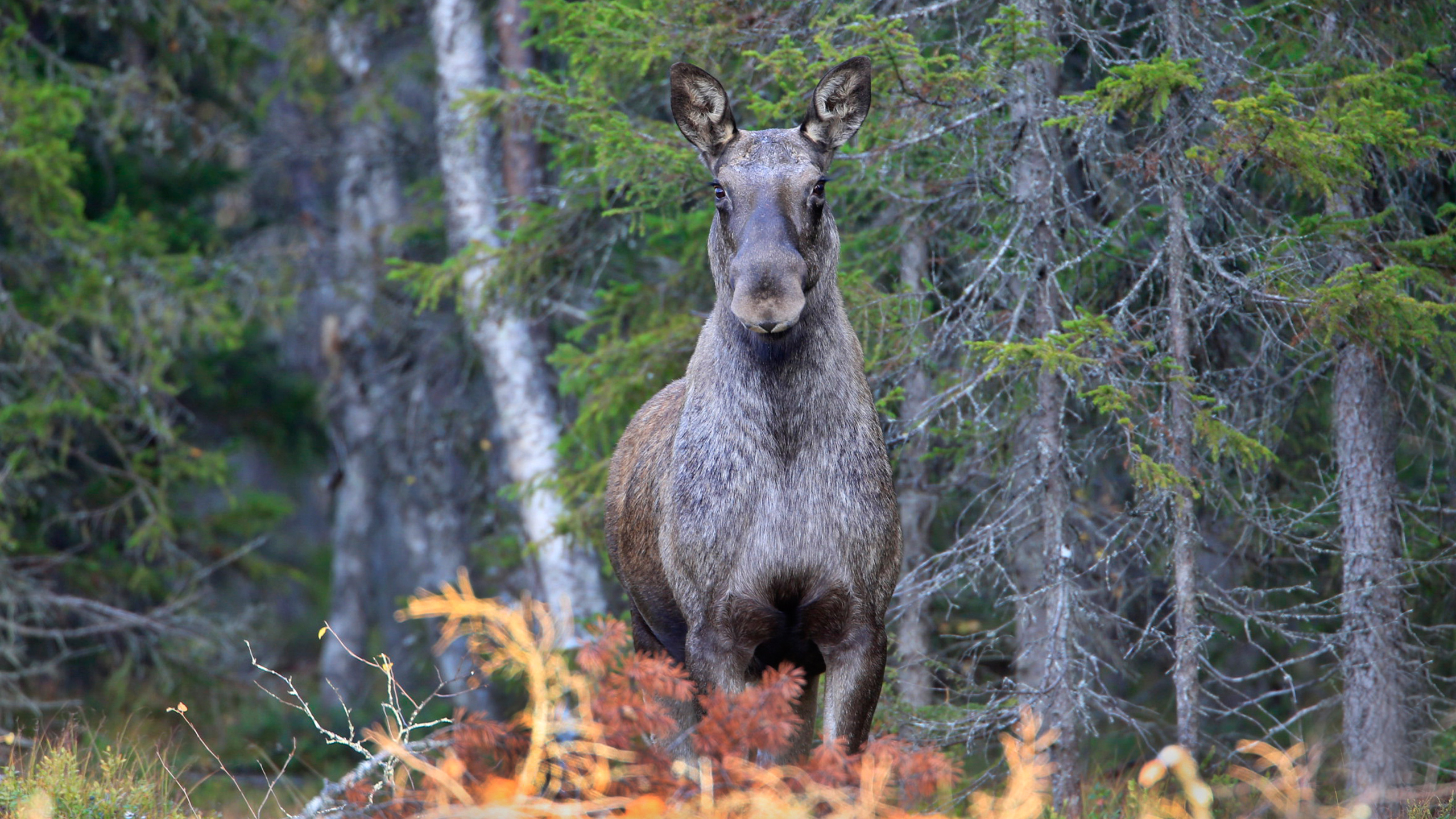 A moose standing in a forest looks towards the camera.