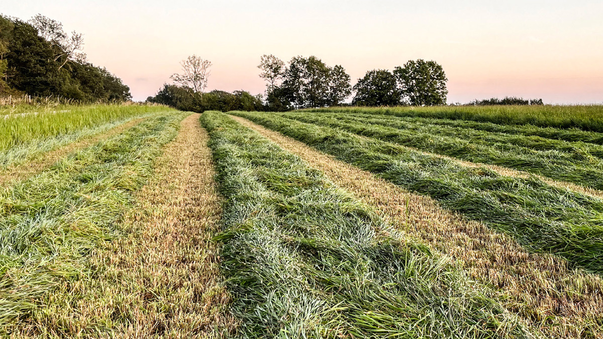 Grovfoderdag på Rådde | slu.se