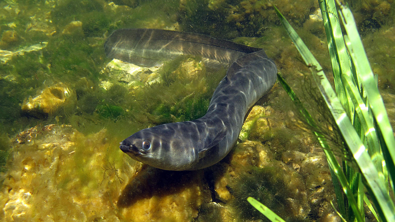 En ål under vatten