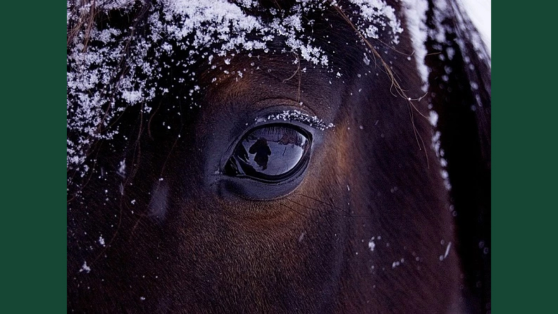 Närbild av ett hästöga på en mörk häst utomhus i snön.