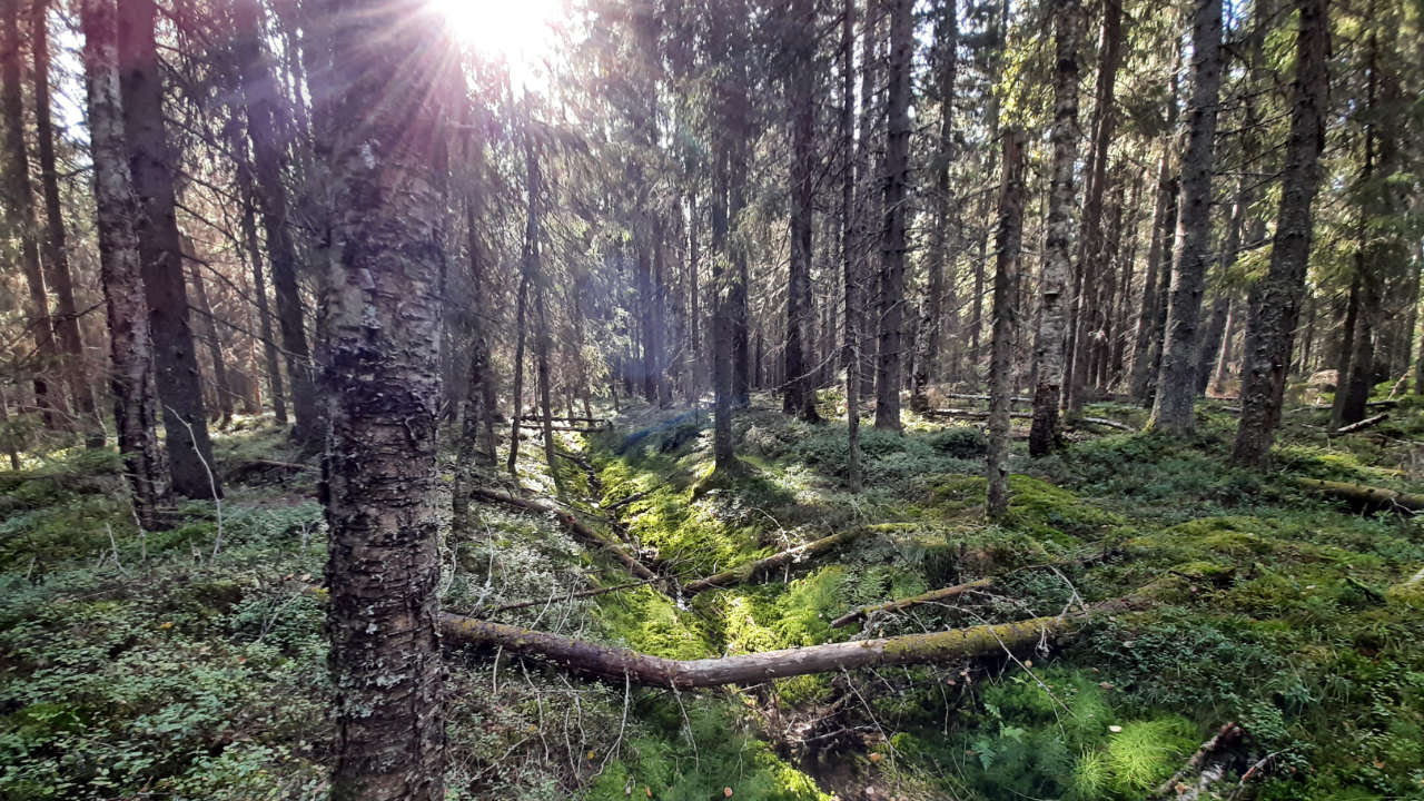 Productive peatland forest in Västerbotten, Sweden