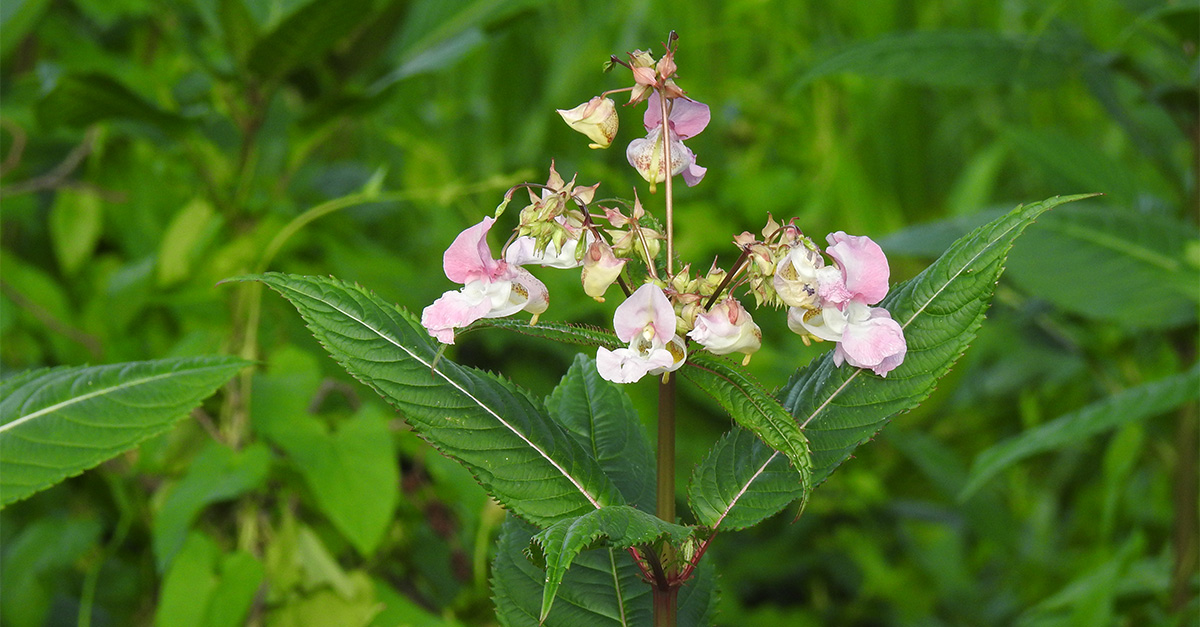 Blomma där rosa blomblad förgrenas ut från stjälk ovanför gröna blad. Foto