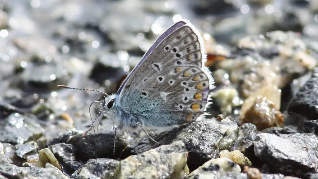 Butterfly with gray-turquoise wings featuring yellow and black spots on rocky ground. Photo