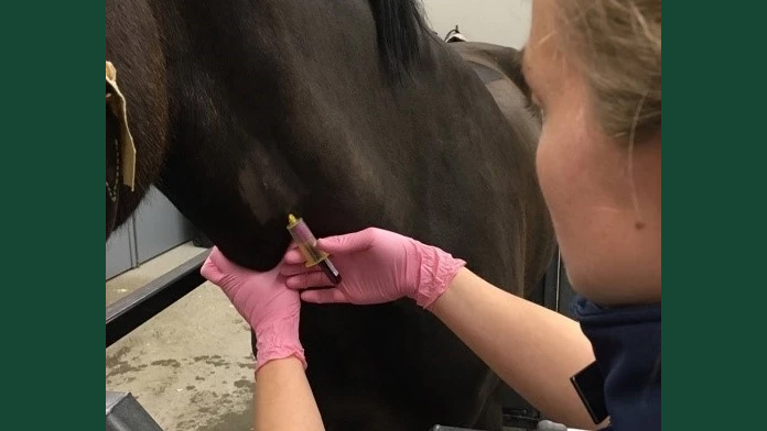 Foto av en kvinnlig veterinär som drar blod från en häst.