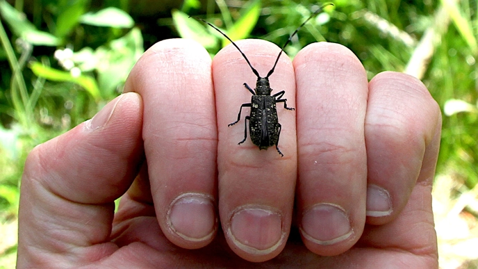 Beetle on a hand.