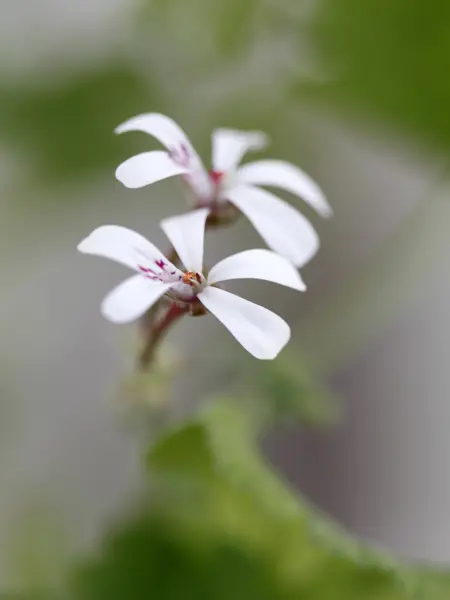 Närbild av Grönt kulturarv®s Muskotpelargon från Gammalsvenskby. Fotot visar närbild av två vita blommor med ett blomblad som har mörktrosa stänk på sig och mörktröda blomstänglar. Bakgrunden är helt ofokuserad.