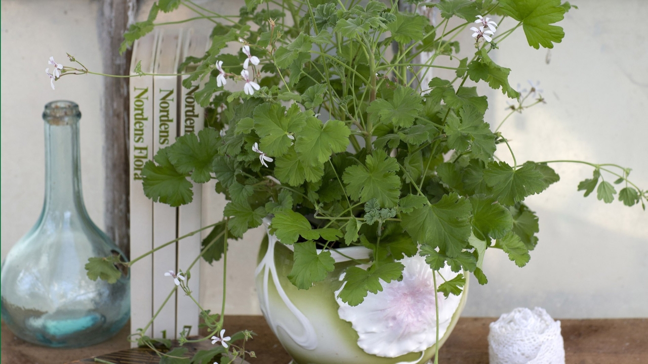 kompositionsbild av Grönt kulturarv®s Muskotpelargon från Gammalsvenskby. Fotot visar en pelargonplanta med mintgröna blad på smala stjälkar. Enstaka vita blommor syns på spretiga stjälkar. Pelargonen är placerad på ett träbord i en grön och vit jugendinspirerad kruka, intill syns tre vita böcker av Nordens Flora och en ljusblå glasflaska med rund kropp. framför krukan ligger en brun bok med guldskrift på ryggen och en ihoprullad spetsbård. På boken ligger en metallsax med långa skär. I bakgrunden syns flagnande fönsterspröjs i vitt.