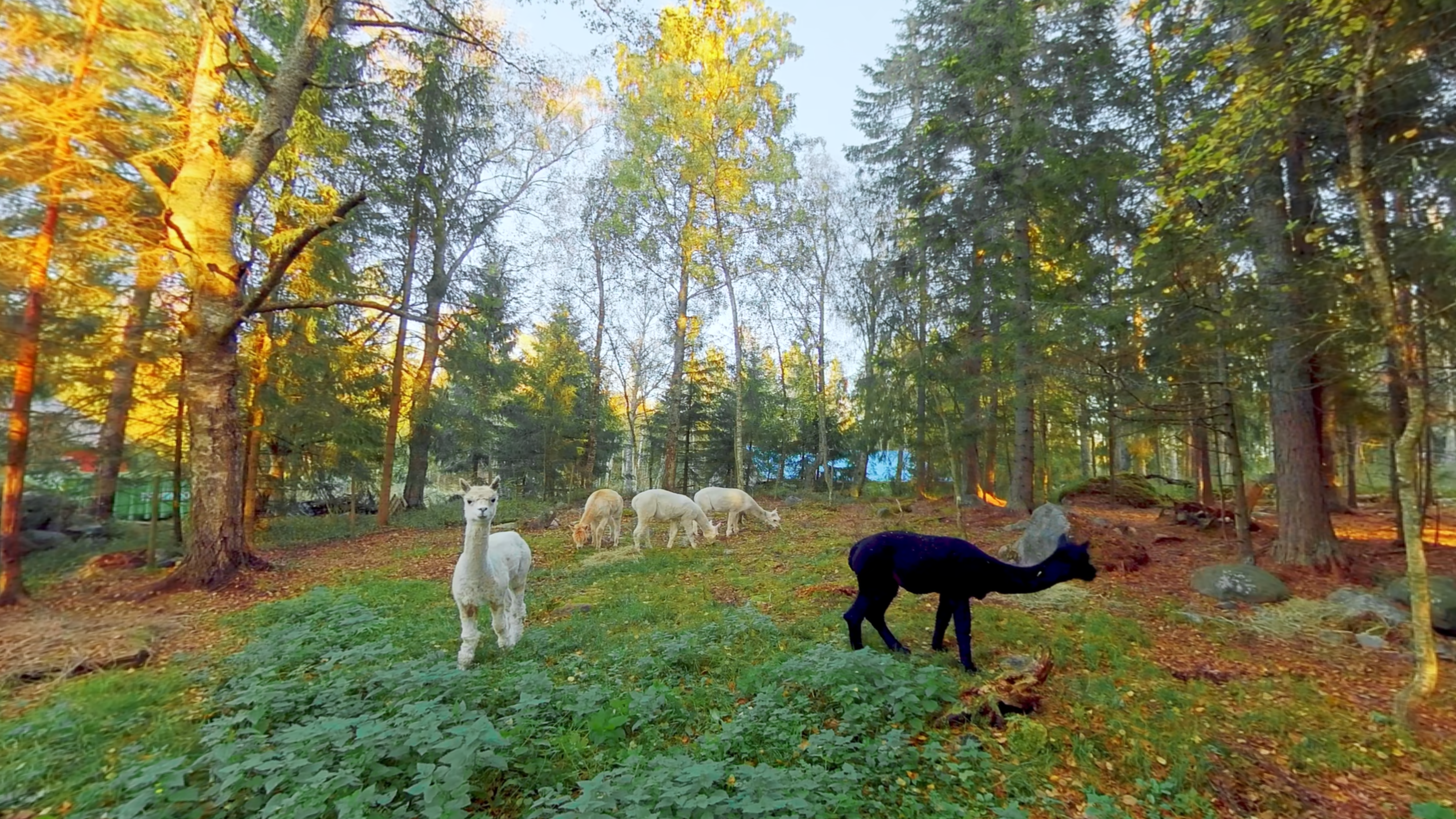 Lamor och apackor betar i skogen