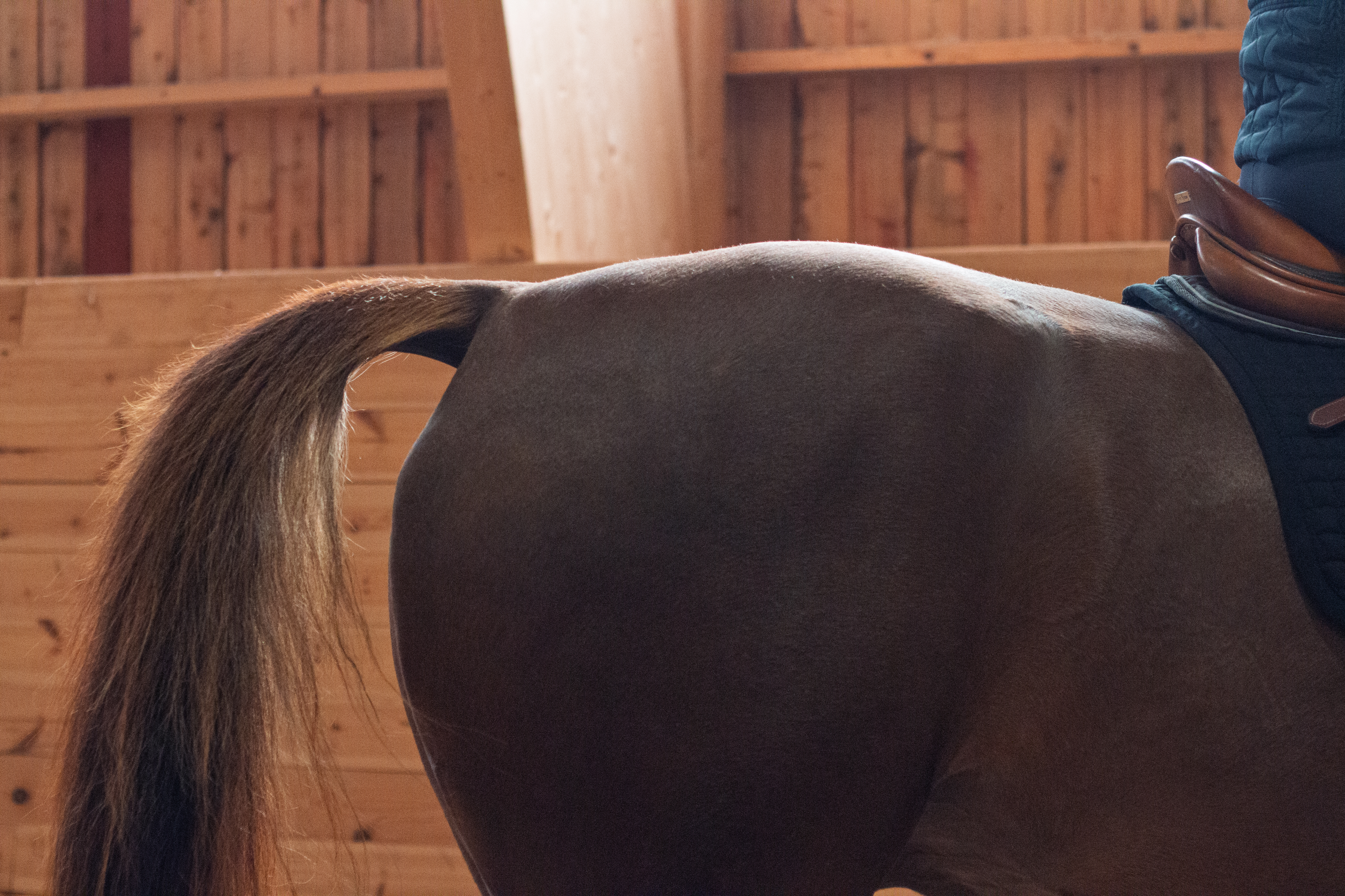 Foto av en häst som rids inomhus i ett ridhus.