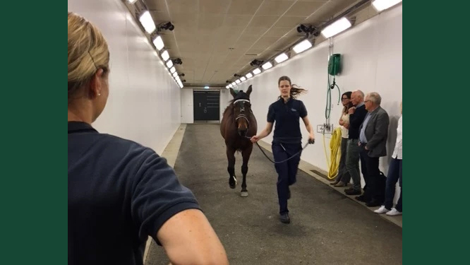 Photo of a woman running with a horse indoors in a long corridor during a lameness examination at a clinic.