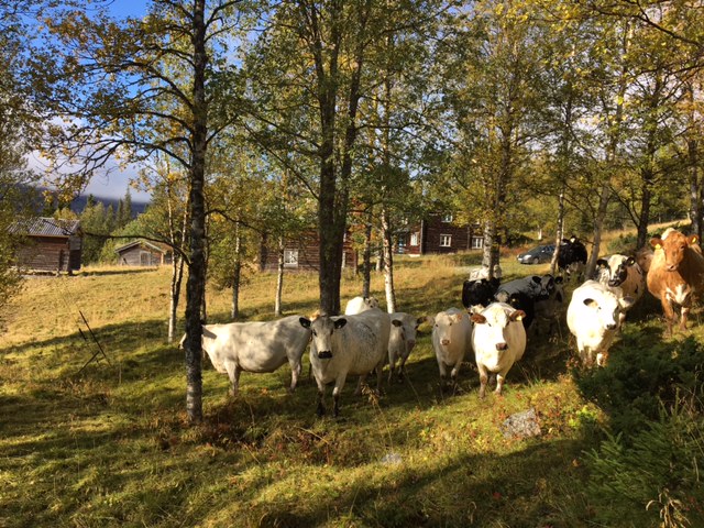 Kor i fjällen (Bild: Cecilia Waldenström)