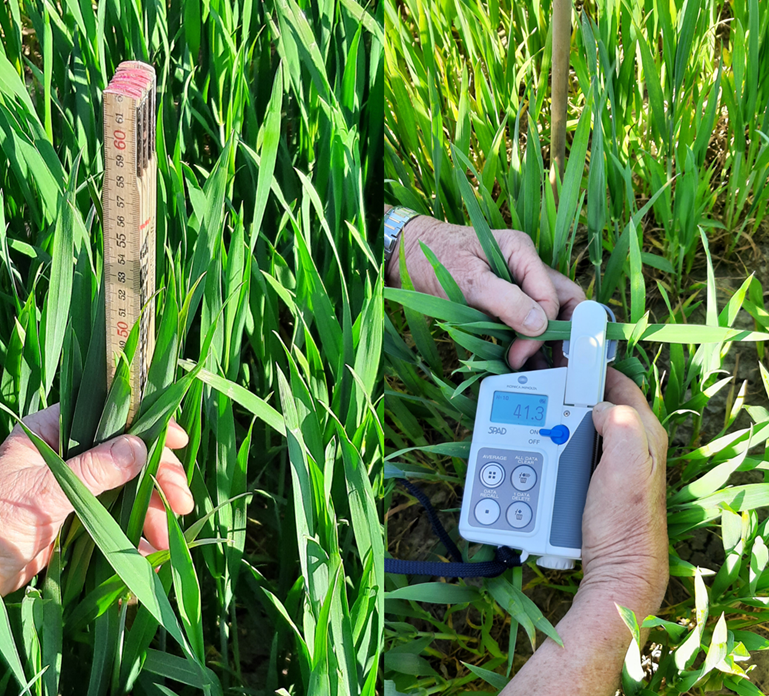 I projektet görs mätningar med handhållna sensorer och drönarburna multispektrala kameror monterade. Photo: K. Persson