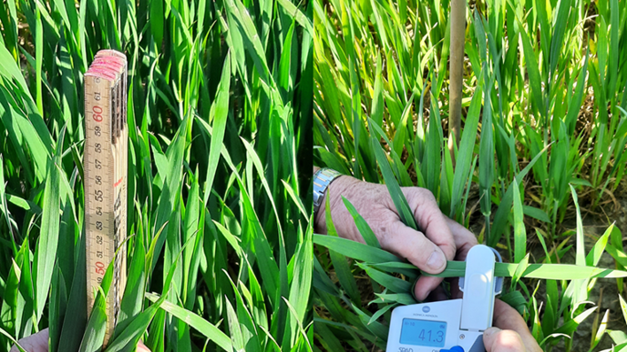 In the project we do measurements with handheld sensor sand drone-mounted multispectral cameras will be made. Photo:. K. Persson