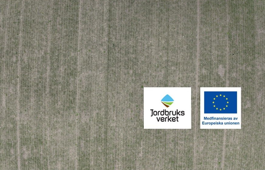 Drone image of a cereal fields with weeds. Jordbruksverket and EU logos.