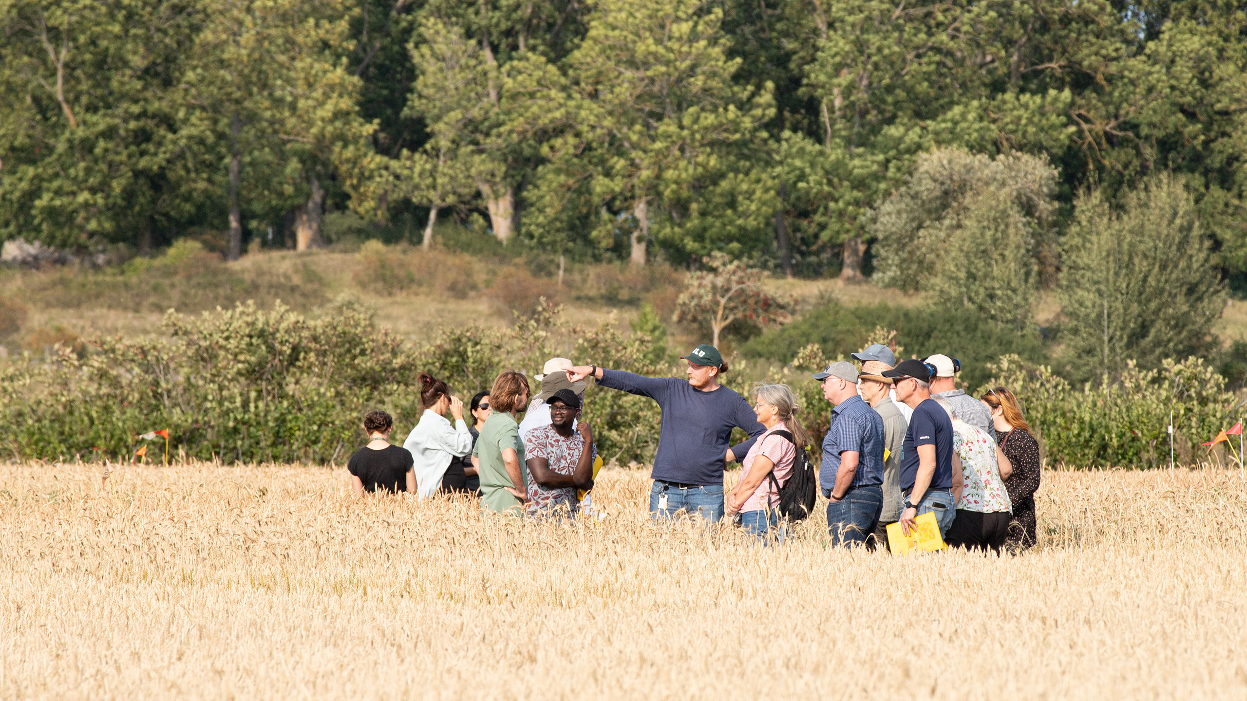 En grupp på 15 personer står i ett vetefält. En person pekar på något och övriga tittar åt det hållet.