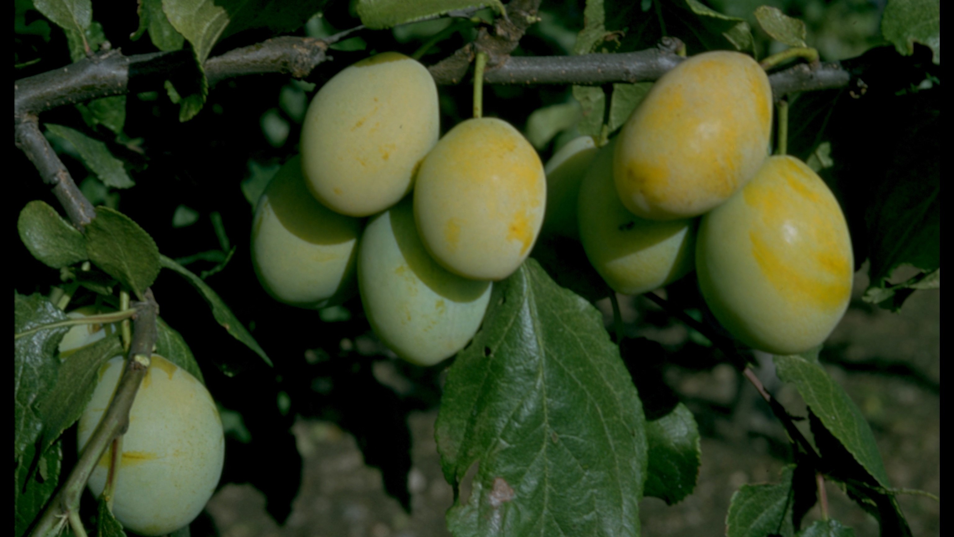 Närbild av åtta frukter av 'Gult Äggplommon' som hänger från en gren på ett plommonträd. 
