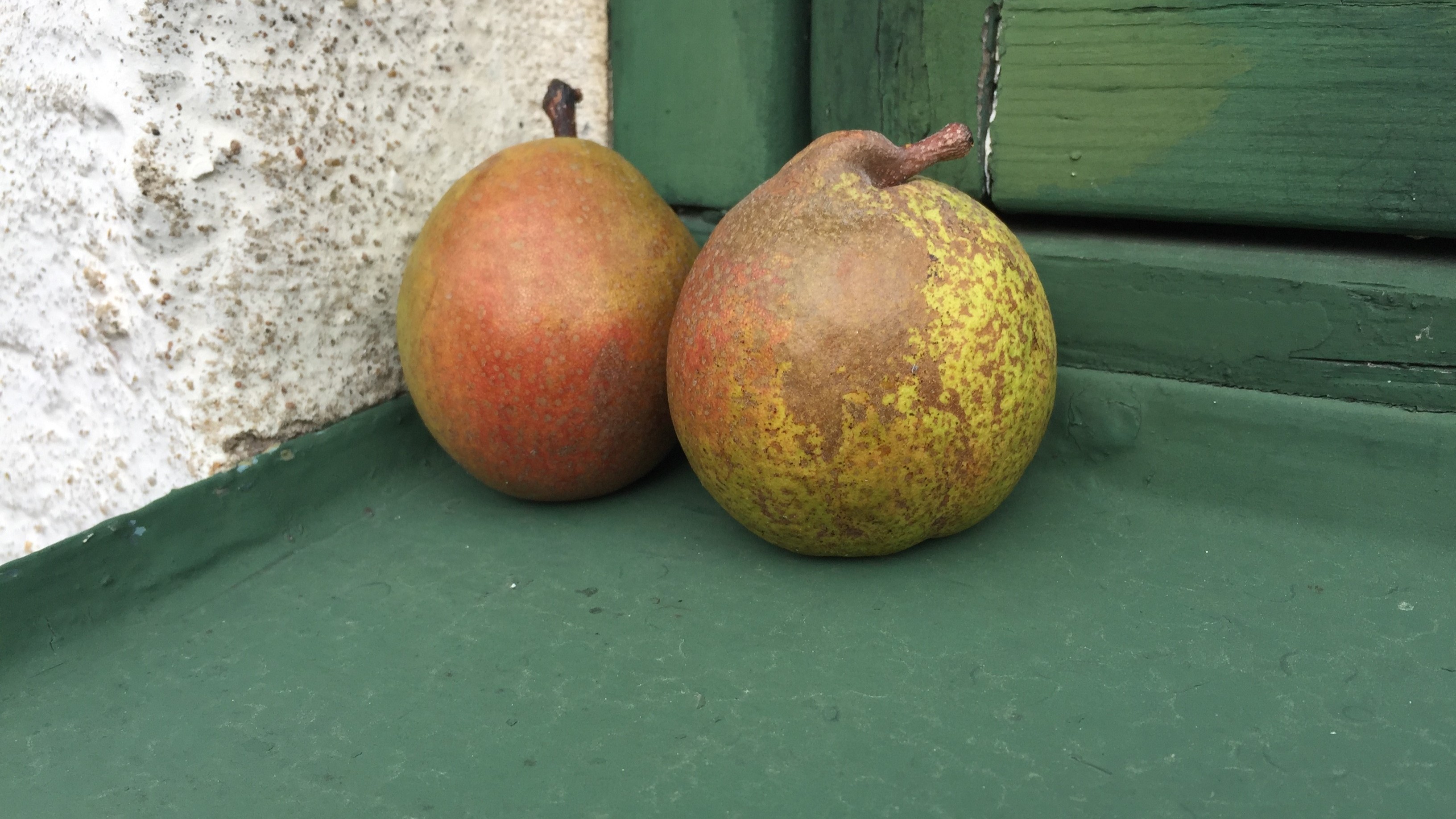 Två ganska små, runda päron ligger på en stentrappa. Bakom päronen syns en blåmålad dörr. 