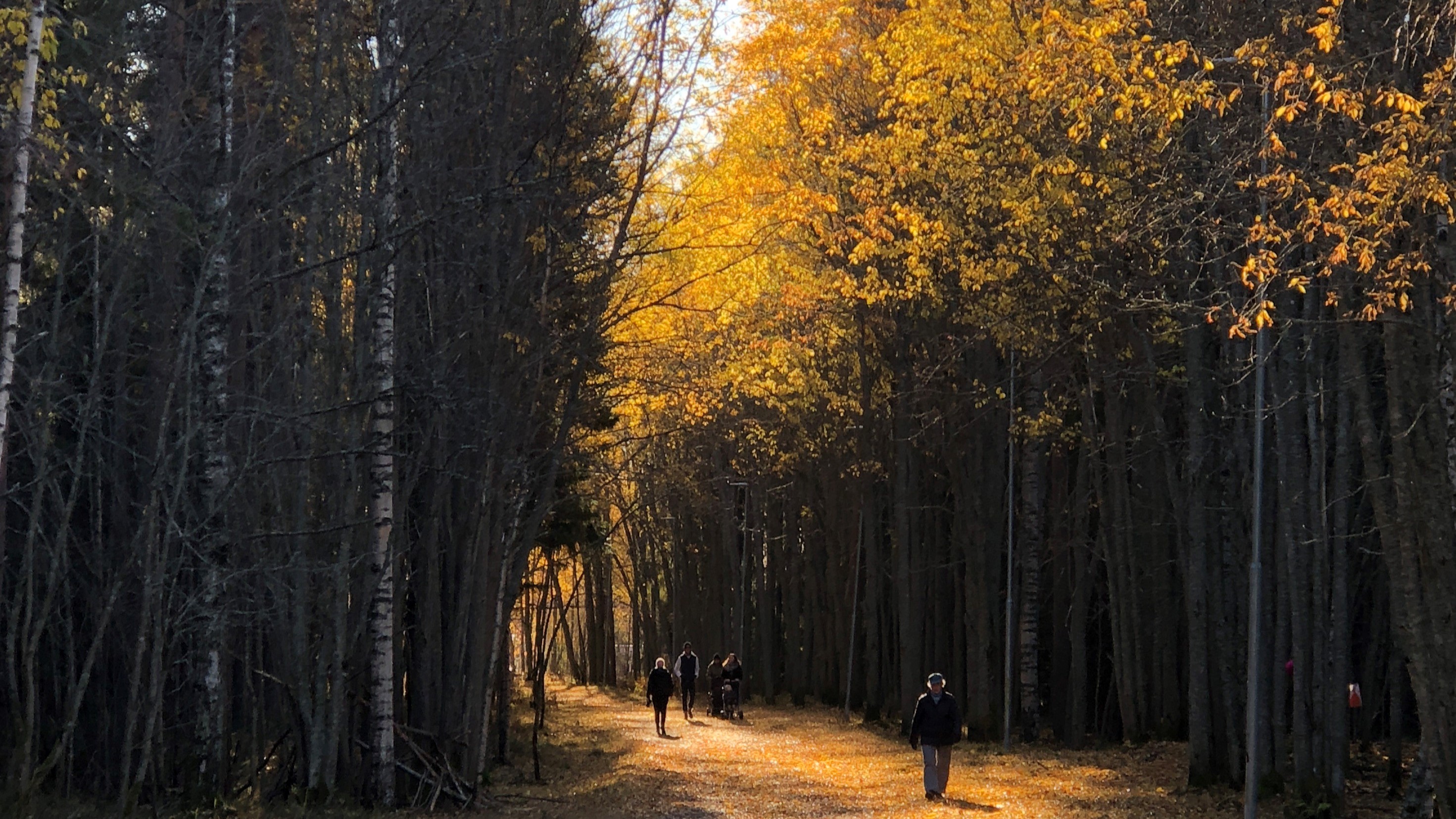 Peaople walkng in forest with autumn colors