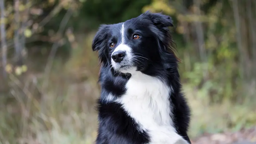Foto av hund av raser border collie utomhus i skog.
