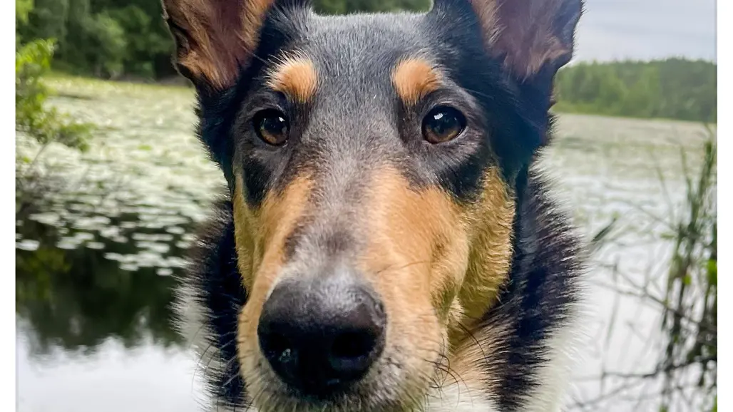 Foto av hund av rasen collie i gräs