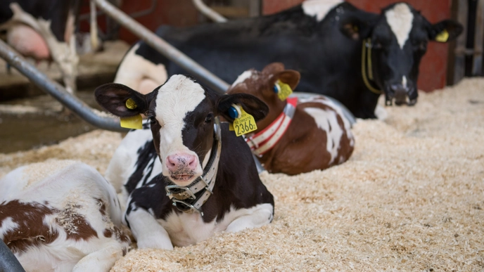 Cow and calf together in the stable