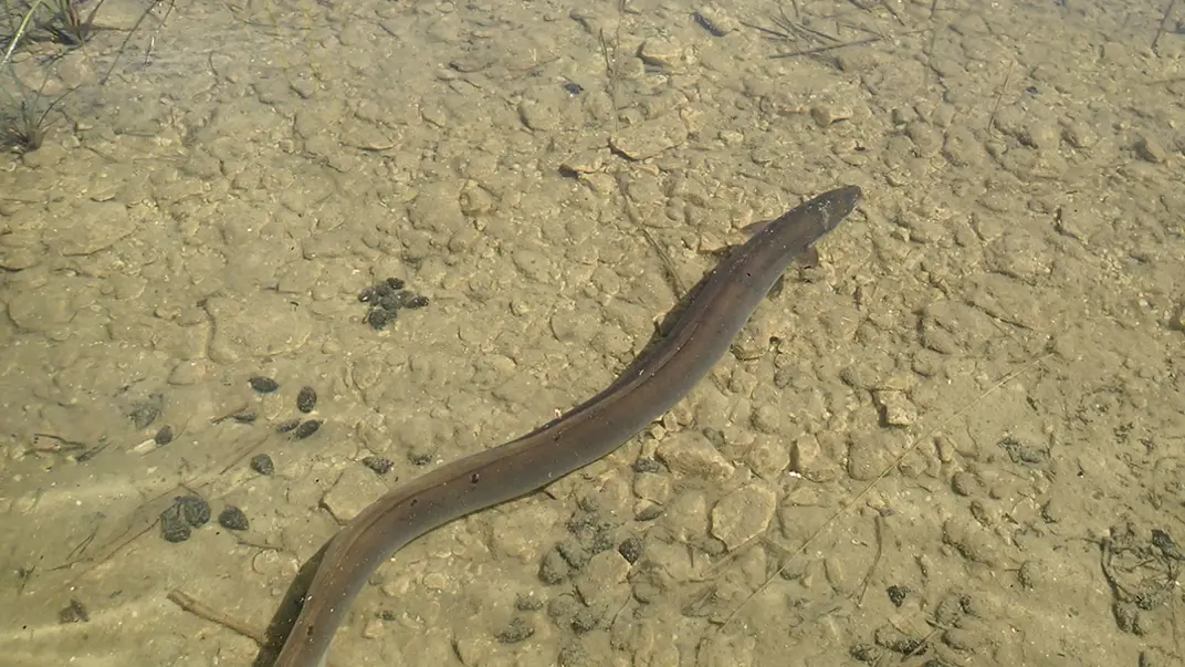 eel