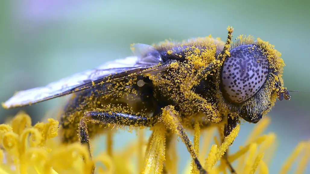 Insekt full av gula prickar. Foto