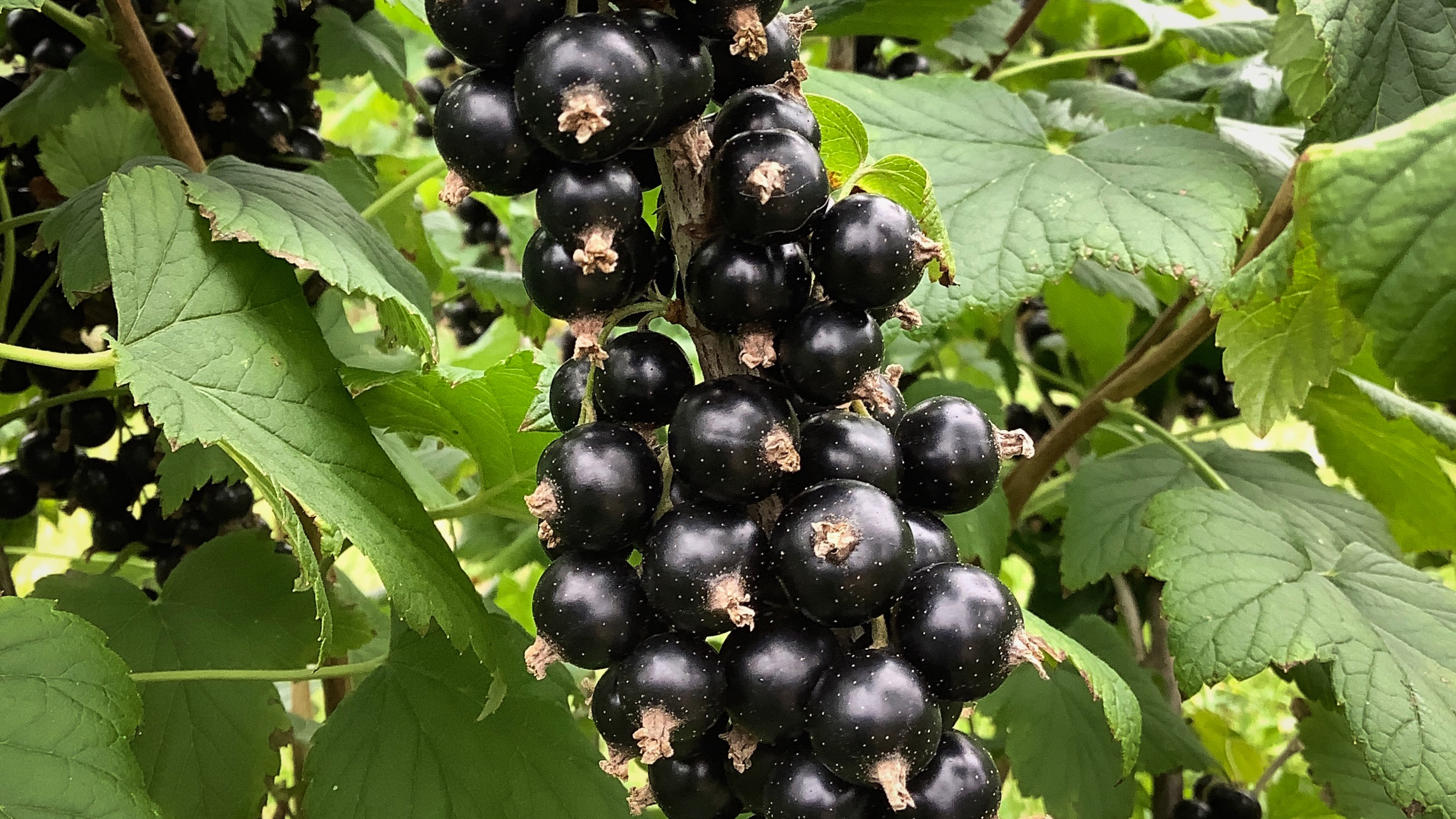 Svarta vinbär