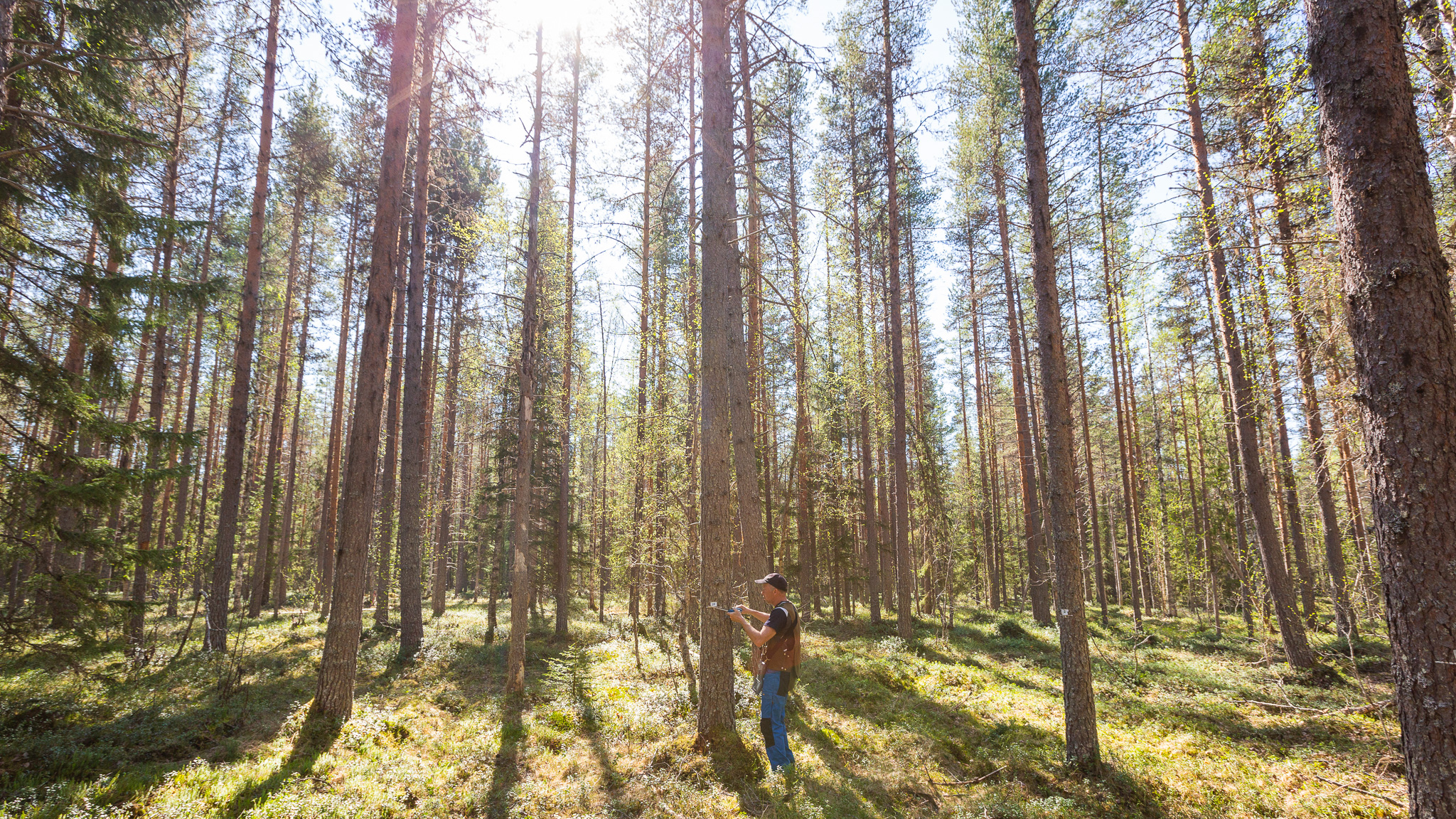 A person measuring a tree in a pine forest.