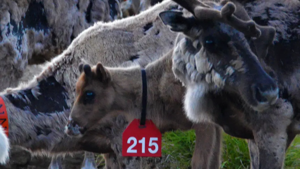 Foto av renar och renkalvar i flock utomhus.