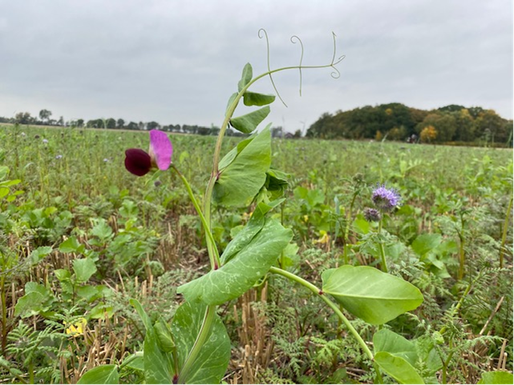 Bild på grödor. Foto: Lena Engström