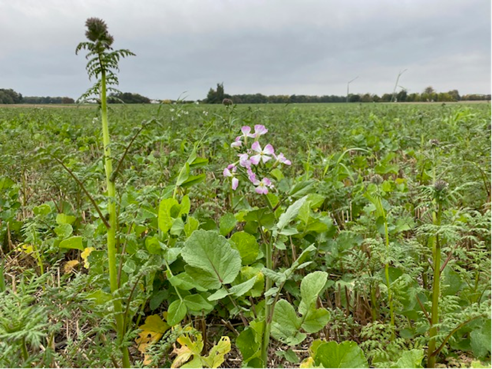 Bild på grödor. Foto: Lena Engström