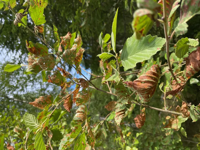 Svampangrepp på al. Foto.