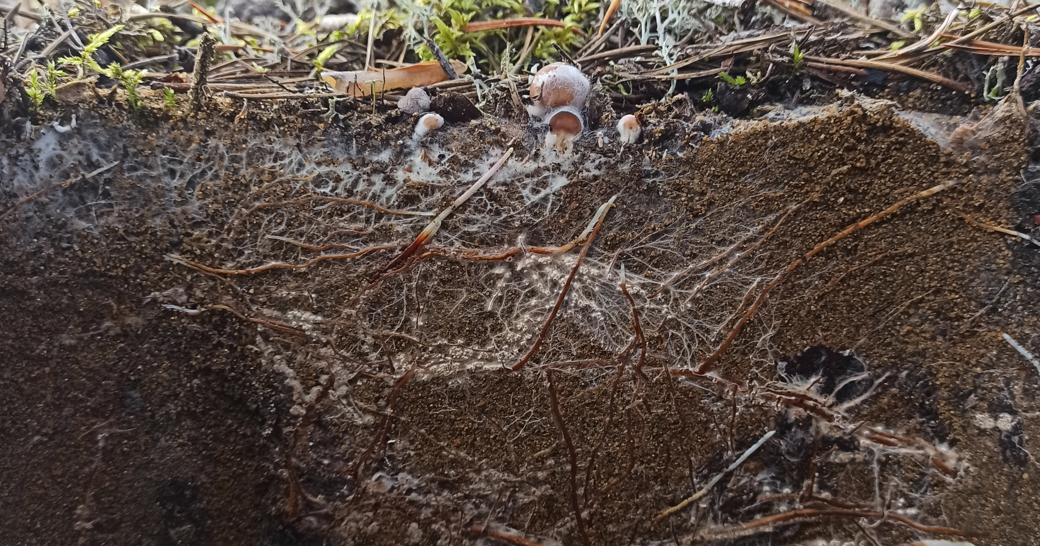Plant roots and mycorrhizal hyphae under a pine heath in northern Sweden. Photo: Nils henriksson