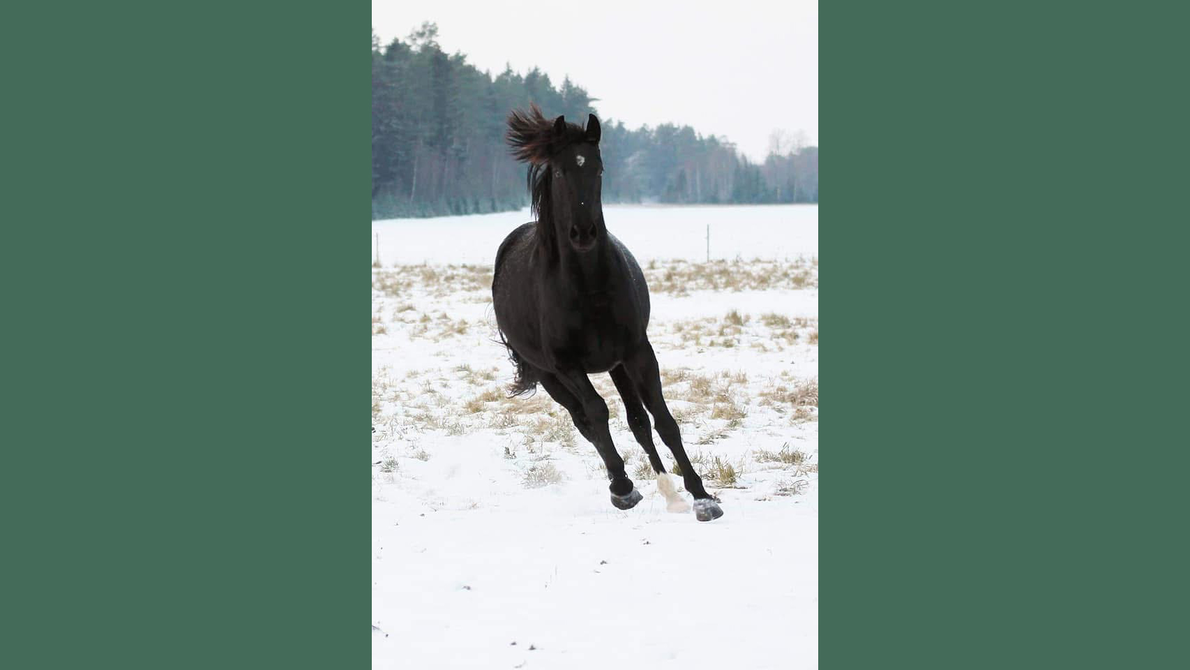 Foto av en mörk häst som springer utomhus i snön.