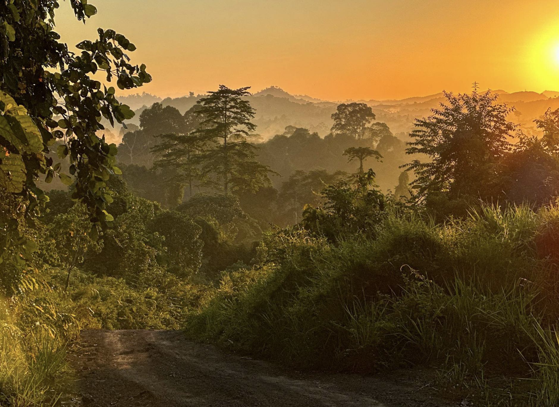sunset in the rainforest