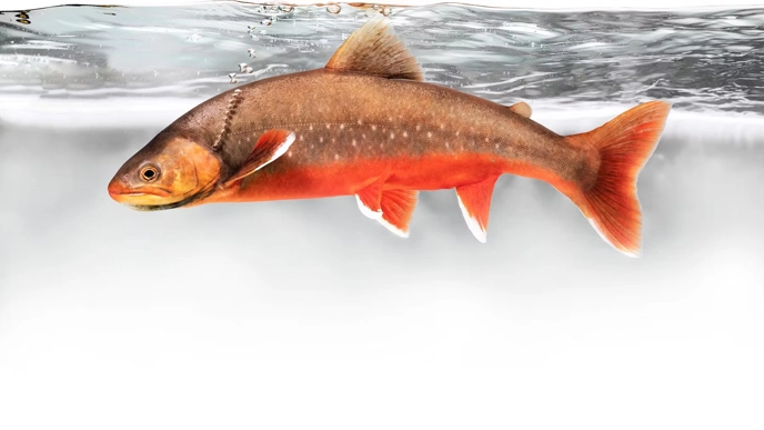 Photo of a char in water.