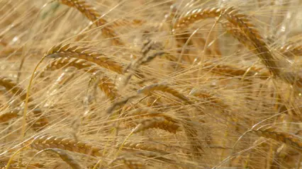 Picture showing cereal