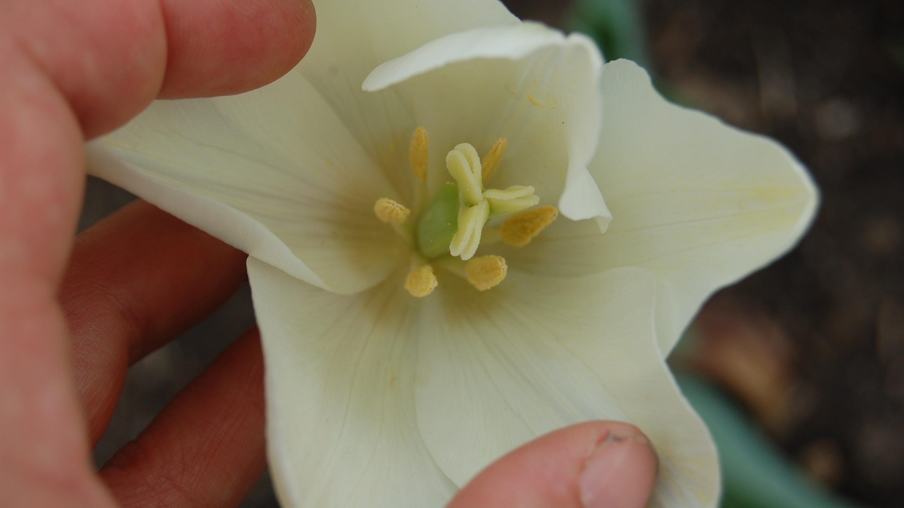 Närbild av Grönt kulturarv®s-tulpanen 'Kersti'. Fotot visar en hand som håller och öppnar upp den ljust gula blomman för att visa insidan. Inuti syns pistill och sex ståndare. I bakgrunden anas jordyta och gröna blad.