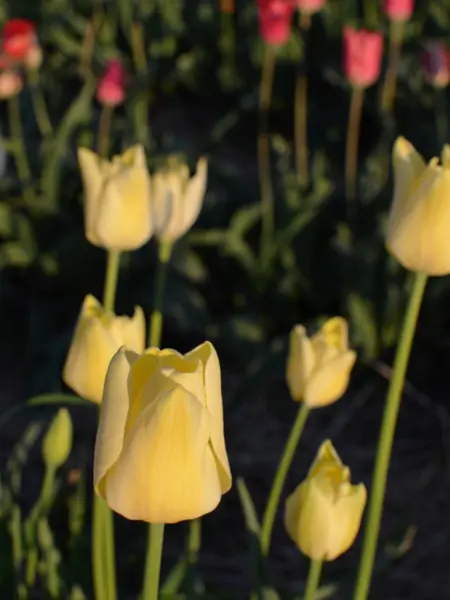 Foto av Grönt kulturarv®s-tulpanen 'Kersti'. I bild syns flera sirliga gula tulpaner på långa stjälkar. Suddigt i bakgrunden syns mörkrosa tulpaner, samt grönt bladverk.
