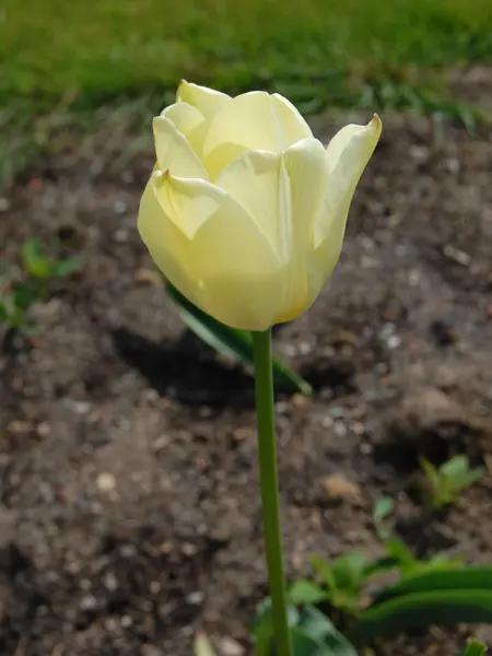 Närbild av Grönt kulturarv®s-tulpanen 'Kersti'. I bild syns en ensam gul sirlig tulpan på lång stjälk. Den ljustgula blommans yttre blomblad har ett stänk av rött i den spetsiga änden. I bakgrunden syns öppen jordyta, små bladrosetter på rad och en gräsmattekant.