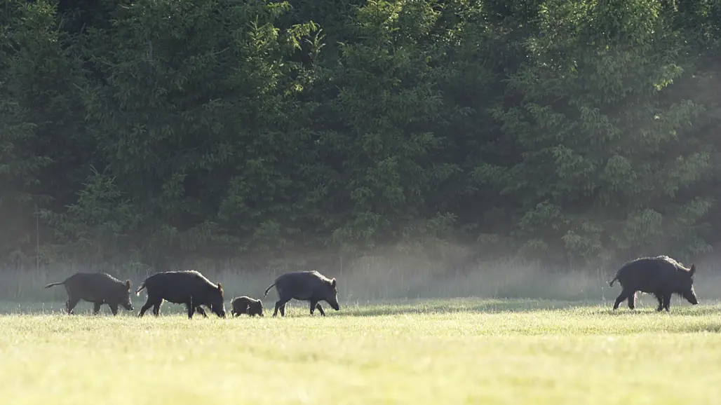 Fem vildsvin i ett sädesfält