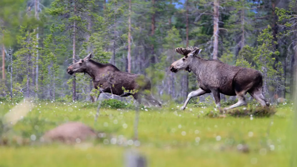 Två älgar som springer genom en gräsbevuxen äng omgiven av träd i en skog.